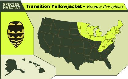 yellow jackets wikipedia|yellow jacket range map.